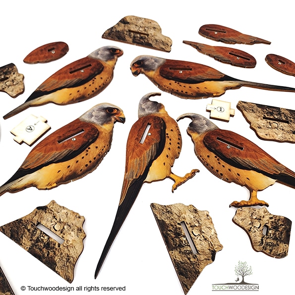 Lesser kestrel