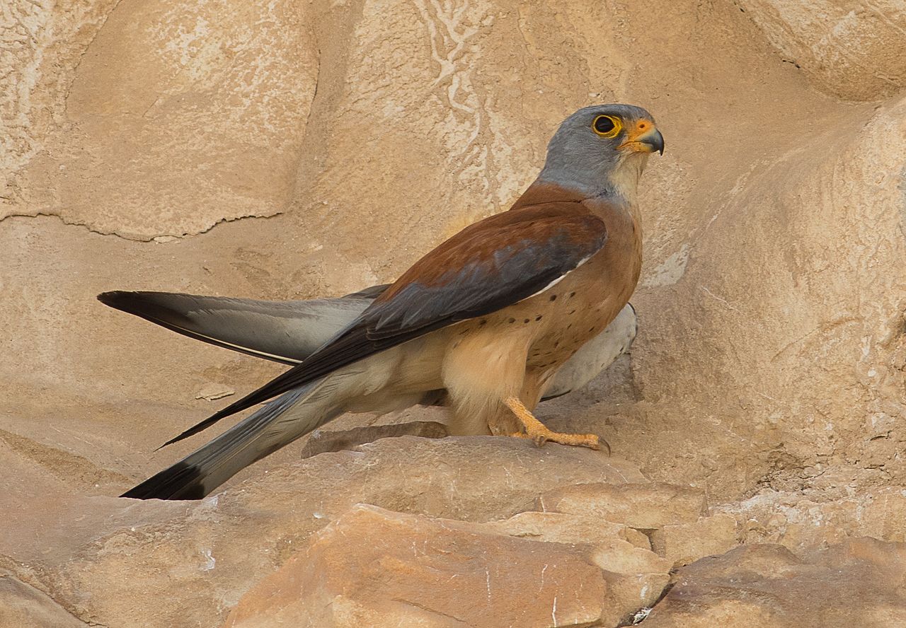 Lesser kestrel
